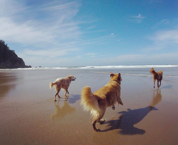 Goldenjays_'s tweet photo. Sometimes you feel such joy you think your dreaming then you realize you're awake. Beach days! #bestdayeveragain http://t.co/p8aPCWdKh8
