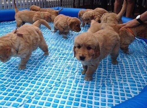 so much cute in this pool!