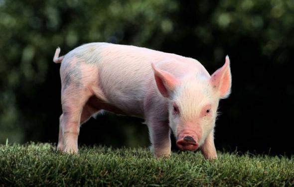 Resultado de imagen de animales omnivoros fotos