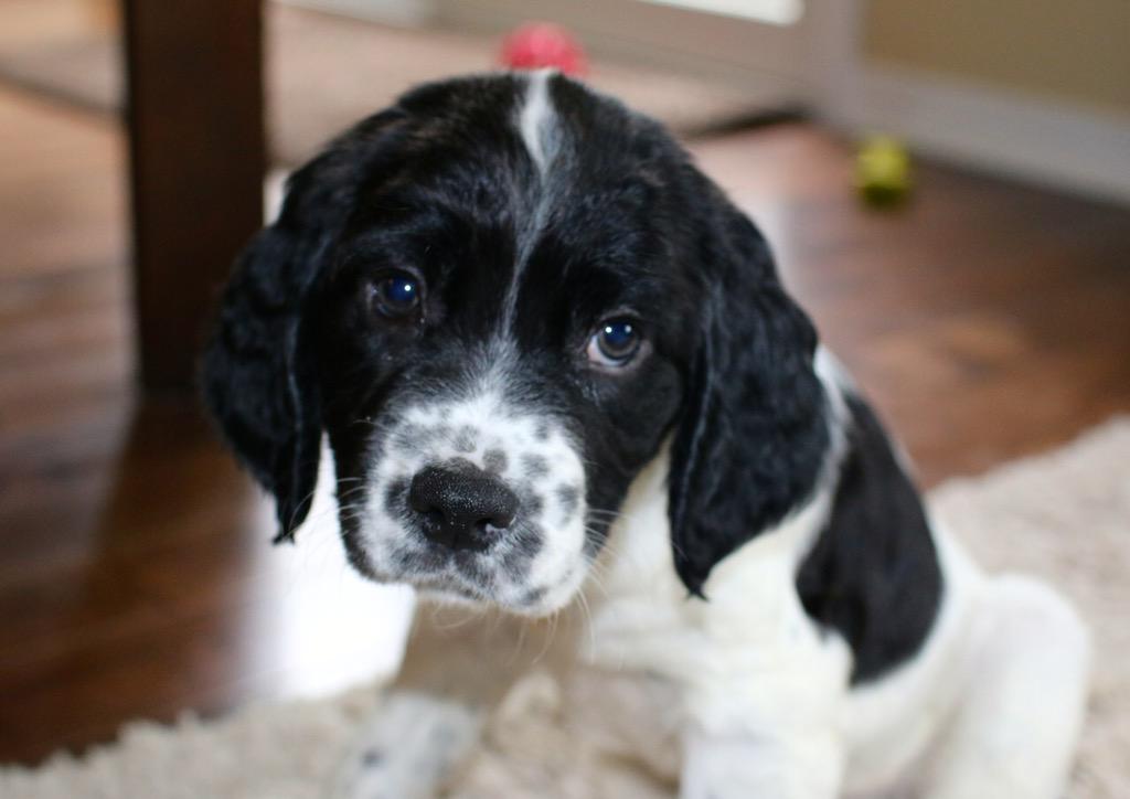 springer_fun's tweet image. Play with a puppy  #SolveMyProblemsIn4Words