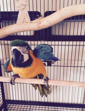 This seven-month-old macaw needs a loving new home. Could it be yours? bit.ly/1NHGq4Y