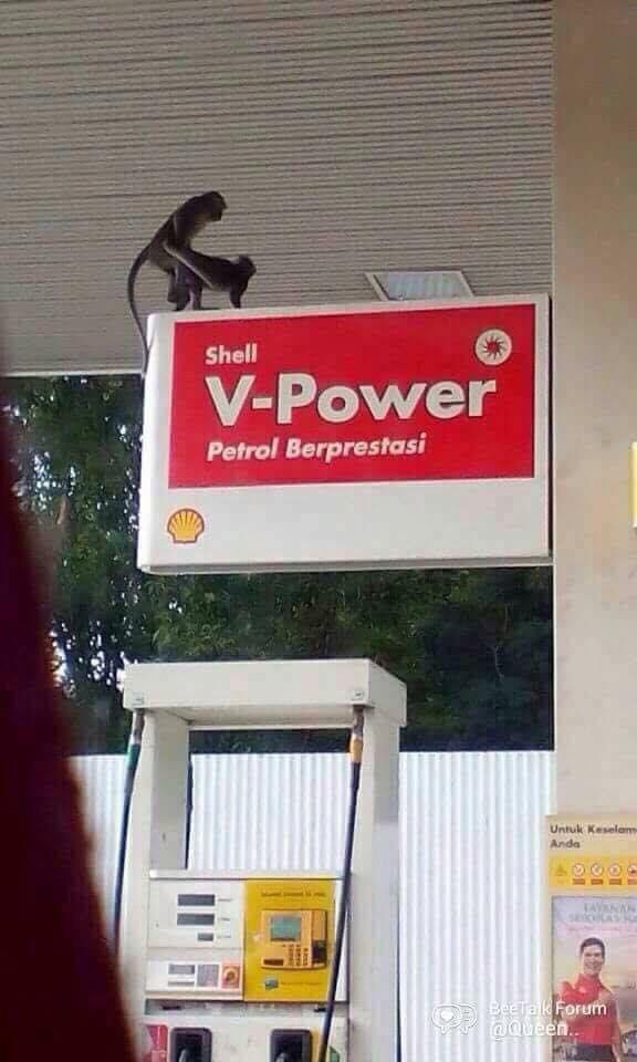 xxxxxbbjs's tweet image. &apos;bang, kenapa main dkt sini ?
&apos;sebab dekat atas ni lebih power.
#shellpower