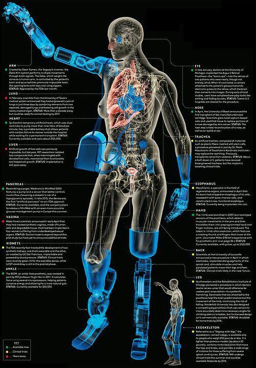 SingularityWC's tweet image. From lab-grown lungs ... the latest and most realistic artificial body parts Infographic by Jeong Suh/Bryan Christie