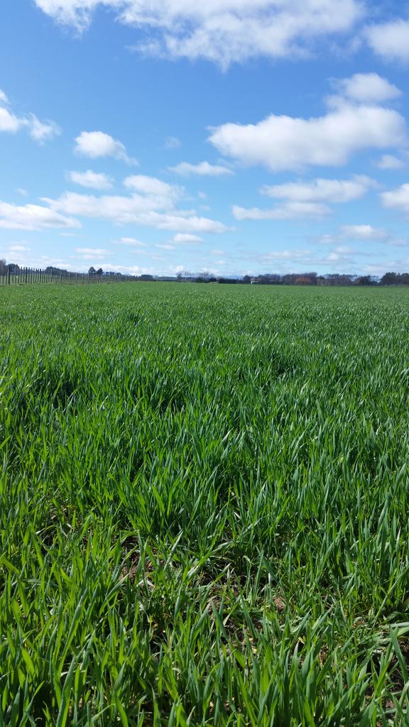 nsmanawatu's tweet photo. Winter wheat starting to look good @THmanawatu @sas_sloan http://t.co/LbCw69iybJ