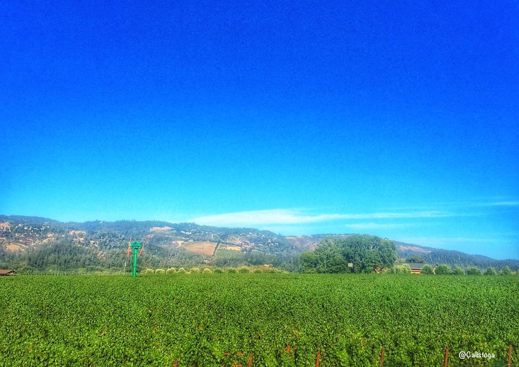 Calistoga AVA Wine tweet media