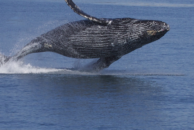 lonelyplanet's tweet photo. #Travelnews: Captured! Dramatic humpback #whale breach off #NovaScotia http://t.co/w1tQdou7CU #lp http://t.co/ceGvCpNyBh