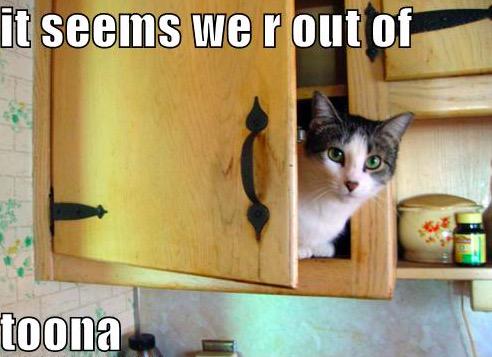 CatZzillaa's tweet photo. When #TunaTuesday comes to an end.. http://t.co/TCiWIyVPXo