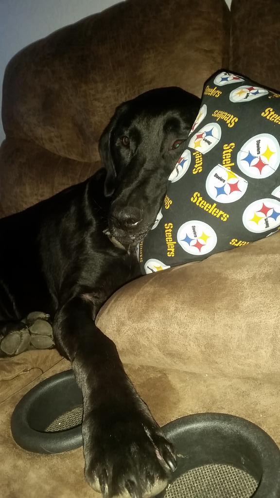 heather altenhof on twitter the steelers signed michael vick