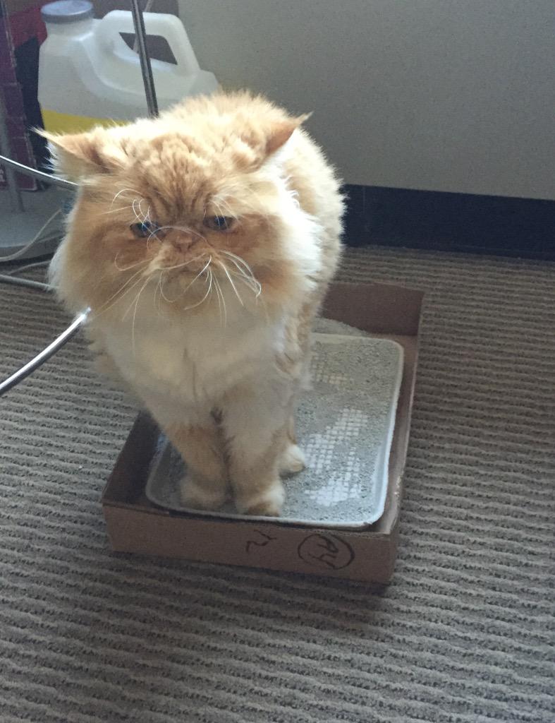 furrrrguson's tweet photo. @TheRealOtisFuzz @2kewlabs or I'll poop in the office again! #poopboss http://t.co/KVso2VAo8l