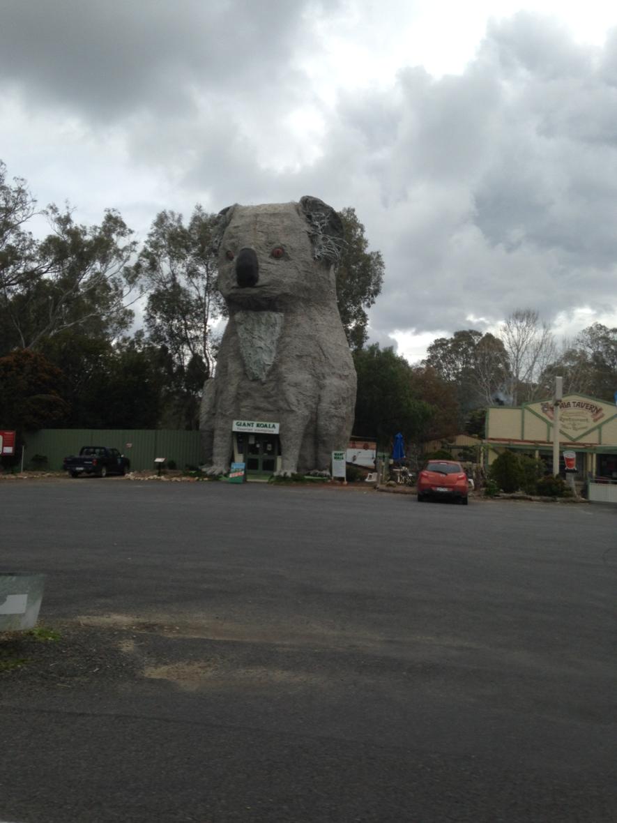 DeniseTwigger's tweet photo. The #koalas in the @Grampians are big out here #bewaredropbear http://t.co/CMRXulezQe