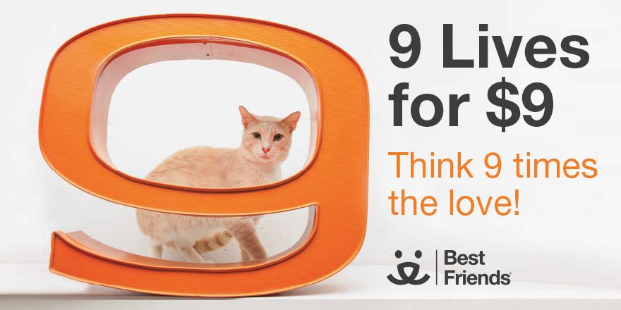JGalaxyProject's tweet photo. #getanothercat for $9 from @bestfriends this month! -> http://t.co/QRLt0zVqWl #TeamCatMojo http://t.co/szKtK3Q3ai