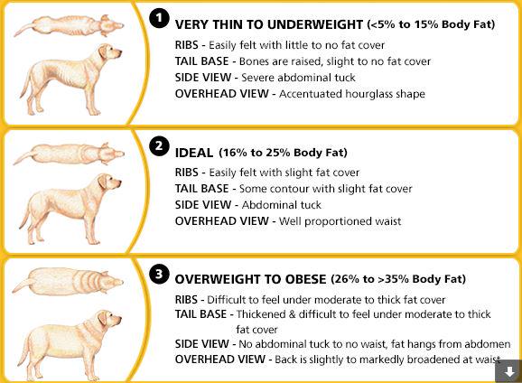 dog tail fat at base