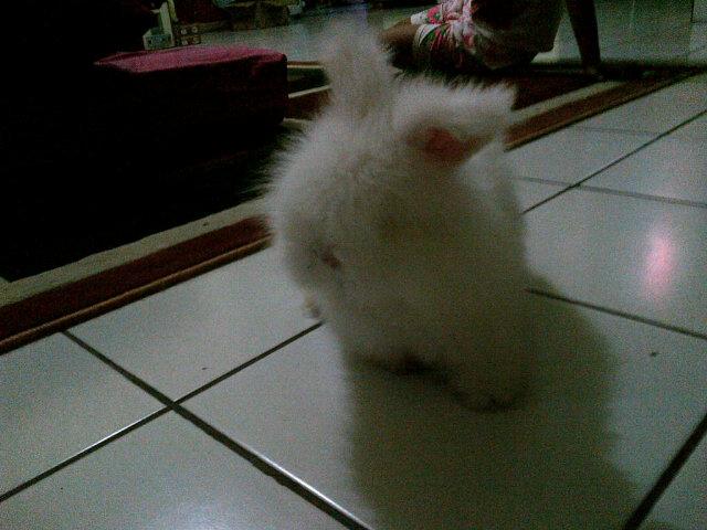 sopyansaury4's tweet photo. Kesayangan ku dah besar uyyy http://t.co/01vjFuIHeg