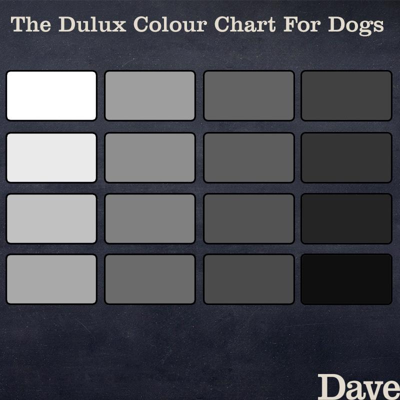 Dulux Grey Paint Chart