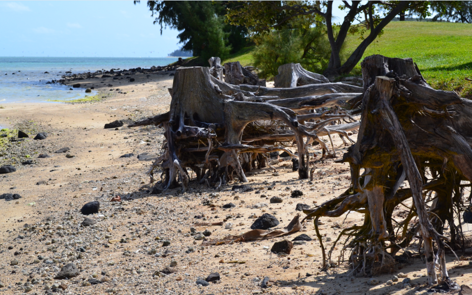 Rights4Water_'s tweet photo. No, it's not the beach of the ghosts. That's #erosion of #beaches in #Mauritius, consequence of #climatechange. http://t.co/Yg94snCJUw