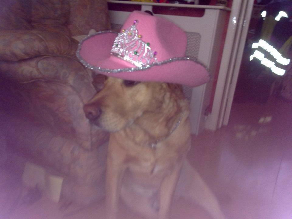 Stephanimation2's tweet image. Happy #NationalDogDay to Benji and T.J you truly are a #MansBestFriend