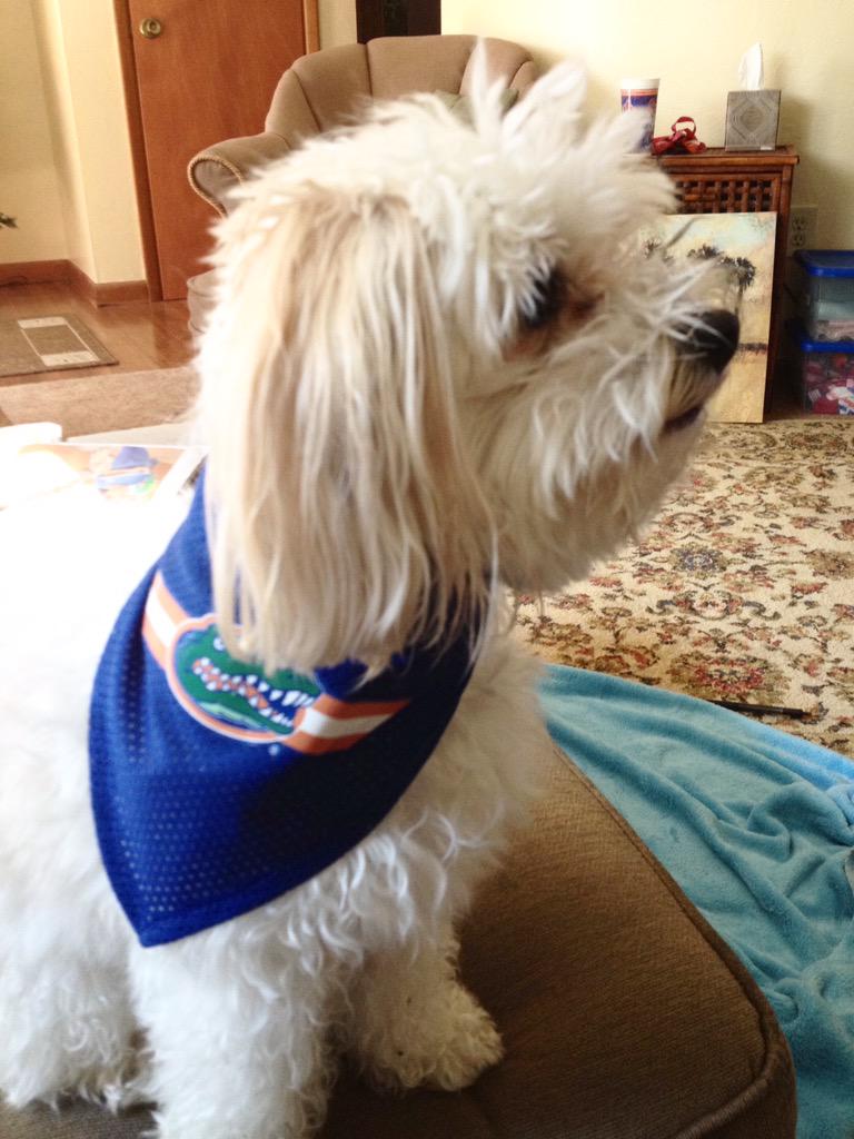 kaylacard8's tweet photo. Riley can't wait for football to be back! 10 more days! 🏈🐊🔶🔷 #NationalDogDay #GatorDogs @FloridaGators http://t.co/RPNASyWhv7