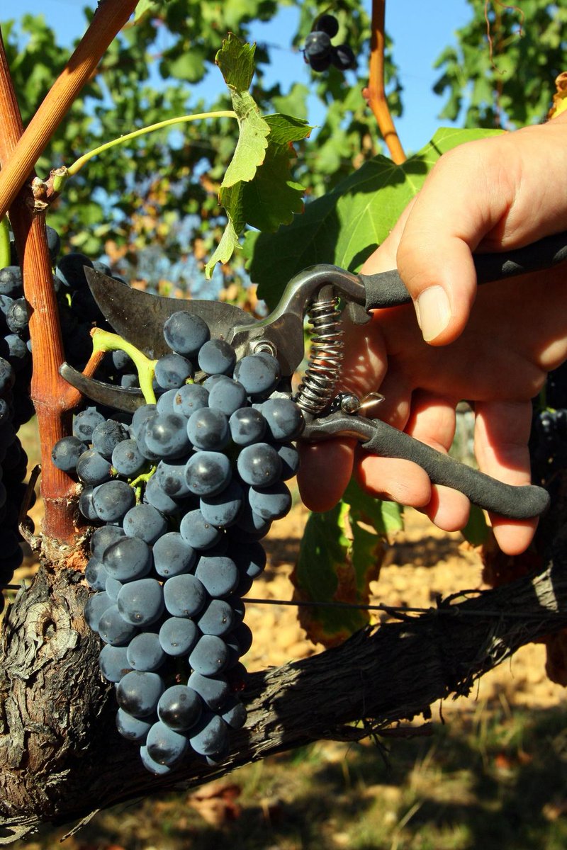ArnouxEtFils's tweet photo. First day of harvest 2015 in Vacqueyras for us and with the sun...
@ArnouxEtFils http://t.co/mGP0VeNCrE