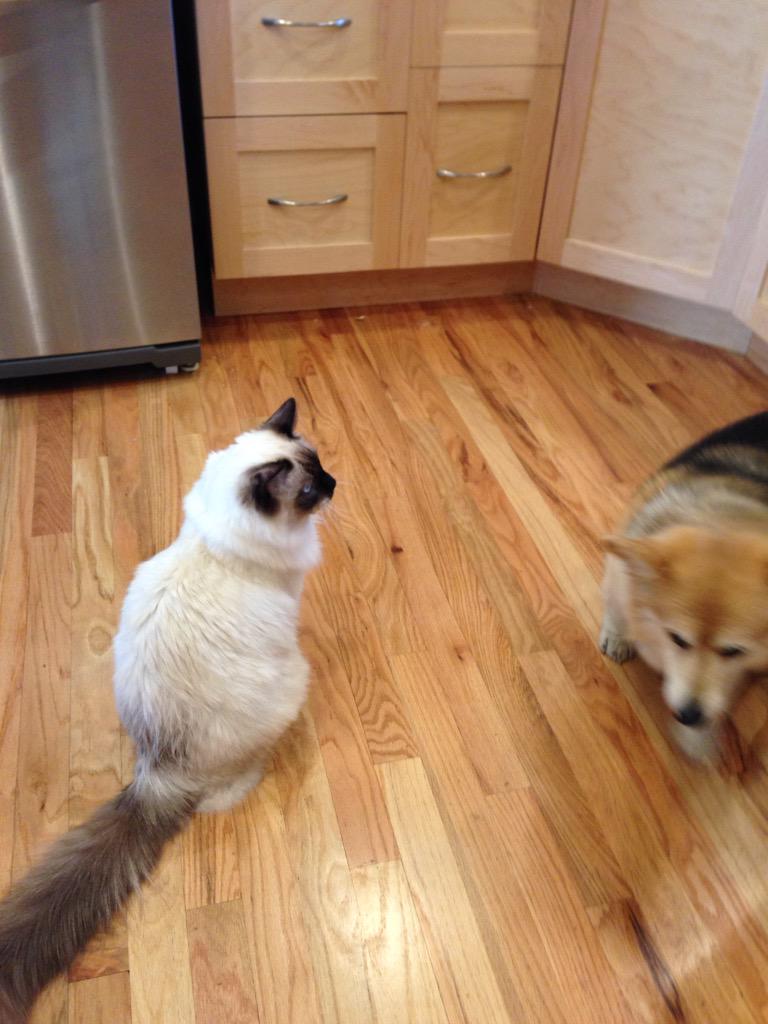 TheWelshcorgi's tweet photo. #NationalDogDay #corgi #corgicommunity #corgifriends http://t.co/YZEvpk6ELn