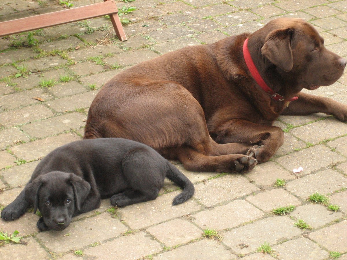 Happy #NationalDogDay - our security team!