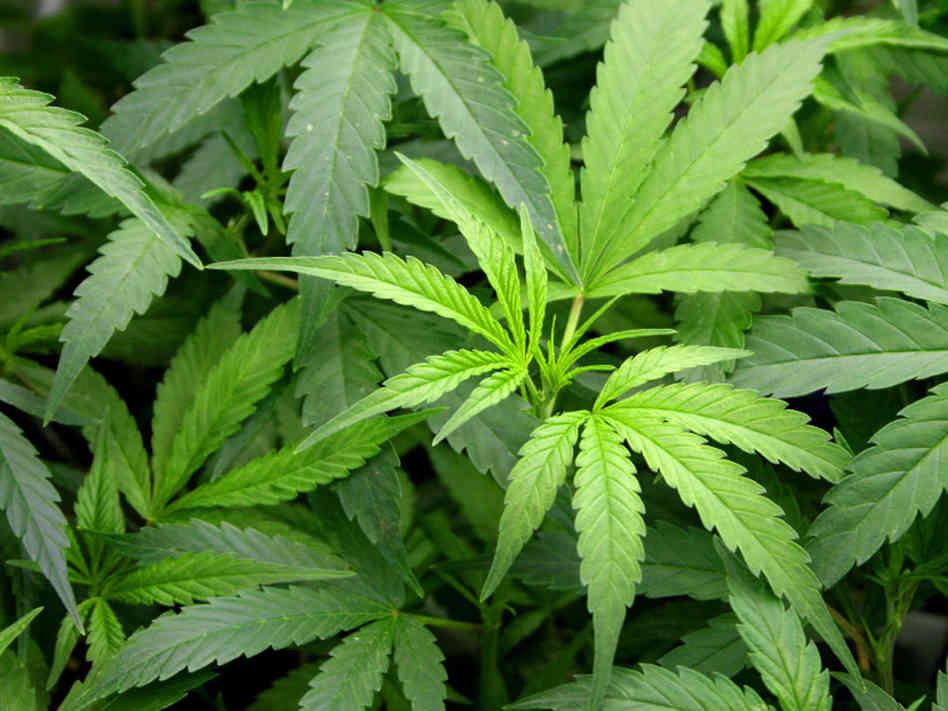NorCalStoner420's tweet photo. I think I'm pretty much done...
Have a Nice Day,
Everyone.🌿💝✌🏼️ http://t.co/5PaxXMbEKs
