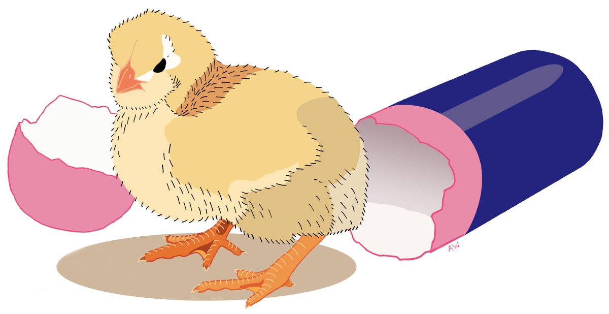 Livable Future (@livablefuture) on Twitter photo Do breeder hens pass bacteria to "antibiotic-free" chicks? #verticaltransfer ow.ly/Rp2vQ <a href="/SGrooters/">Susan Vaughn Grooters</a> Do breeder hens pass bacteria to "antibiotic-free" chicks? #verticaltransfer ow.ly/Rp2vQ <a href="/SGrooters/">Susan Vaughn Grooters</a>