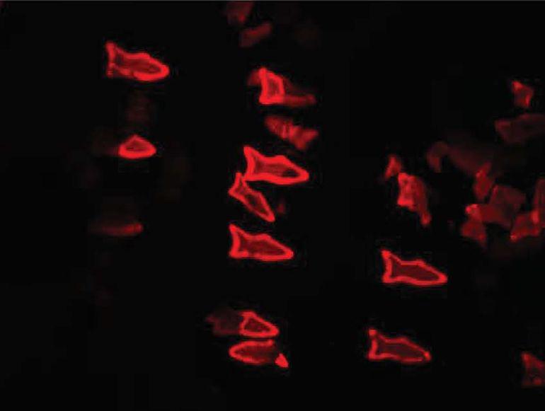 gizmag's tweet photo. 3D-printed microscopic fish could be forerunners to smart "microbots" - http://t.co/ujjmrBZ9EU http://t.co/xH22qxfVOd