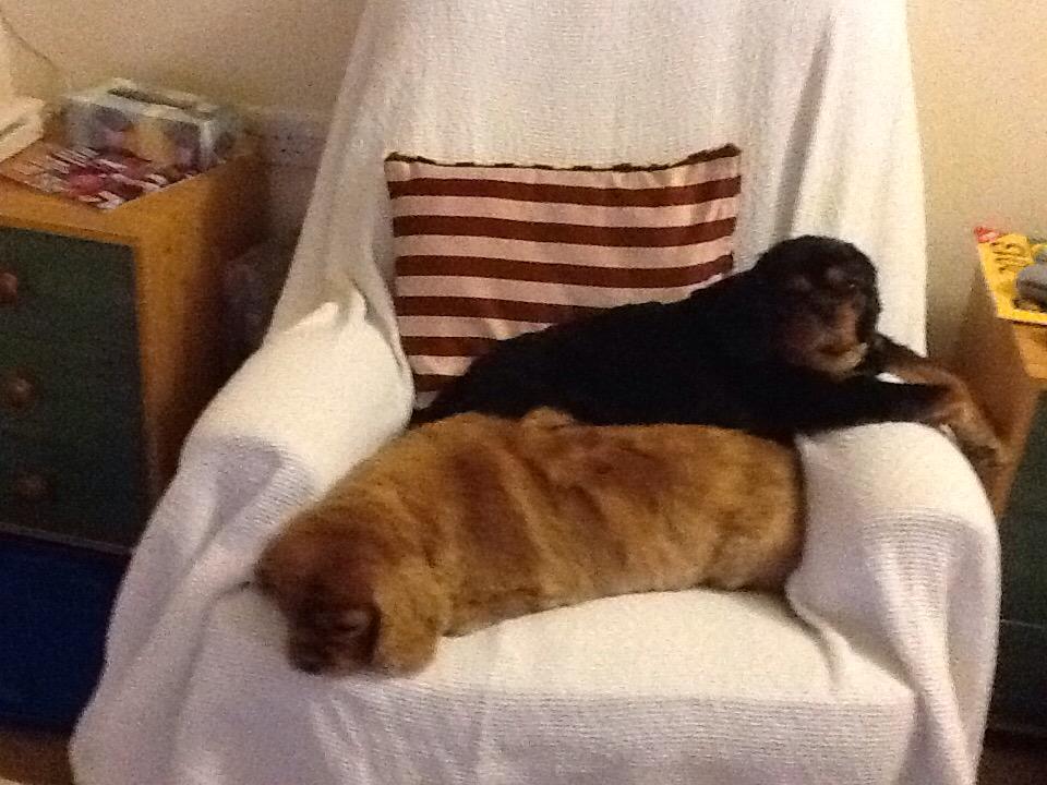 Martha_Cavalier's tweet photo. @goldbearex @MissChloethePug @3phibotticeli Rosie &amp; Martha crossed the rainbow bridge this morning.We are heartbroken http://t.co/sLbSiC8sFK