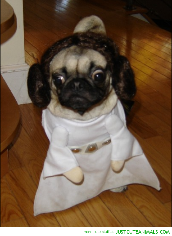 It's #nationaldogday! An excellent excuse to post photos of my fav discovery on Social Media, Pug #dogs in costumes