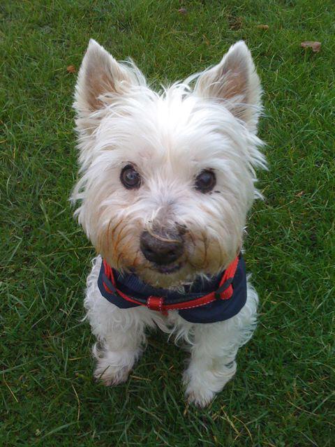 Happy #NationalDogDay I miss you ❤️❤️❤️