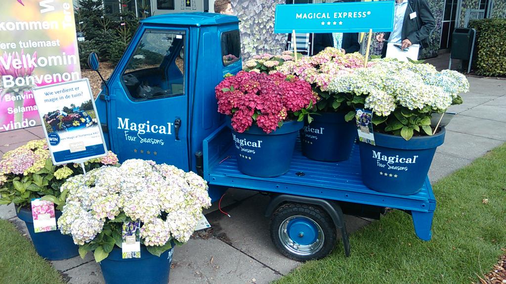 vdvtweets's tweet photo. Geweldig deze Magical Hortensia zo bij de ingang van @Plantariumbeurs. http://t.co/F0pxkhT0MY