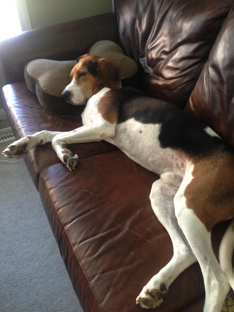 karendancy's tweet photo. In honour of #NationalDogDay, here is my foster hound Jeb. He's enjoying the good life. #treeingwalkerhound http://t.co/4anFC16wYB