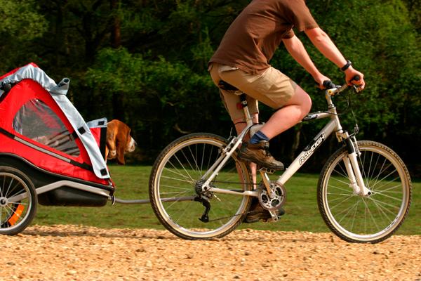 Did you know it's #Dogday? Why don't you treat yours to a #cycle ride in #NewForest with <a href="/CycleX/">Cyclexperience Bike Hire New Forest</a> or <a href="/forestleisurecy/">ForestLeisureCycling</a>?