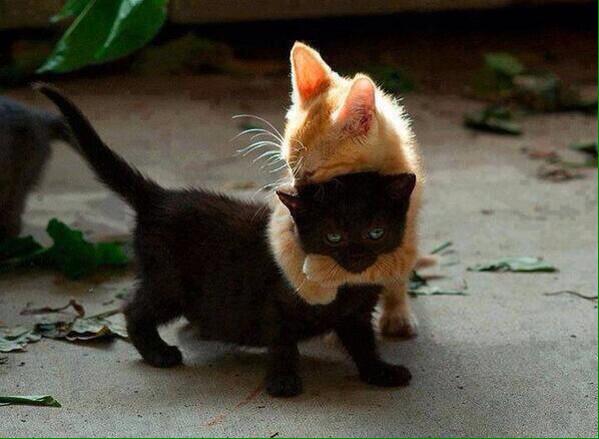 OTROGUAPOSUELTO's tweet photo. Tranquilo, tonto, tú no das mala suerte. 😍🐱🐱😍 http://t.co/oTyUWRb65v