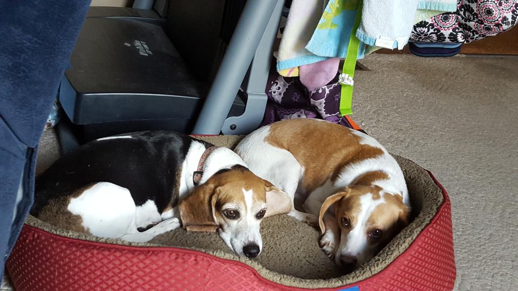 mrshill44's tweet photo. Happy #NationalDogDay to my 2 favorite #beagles ! #sisters #onepillow #beaglesrule http://t.co/tMrPmBEz91