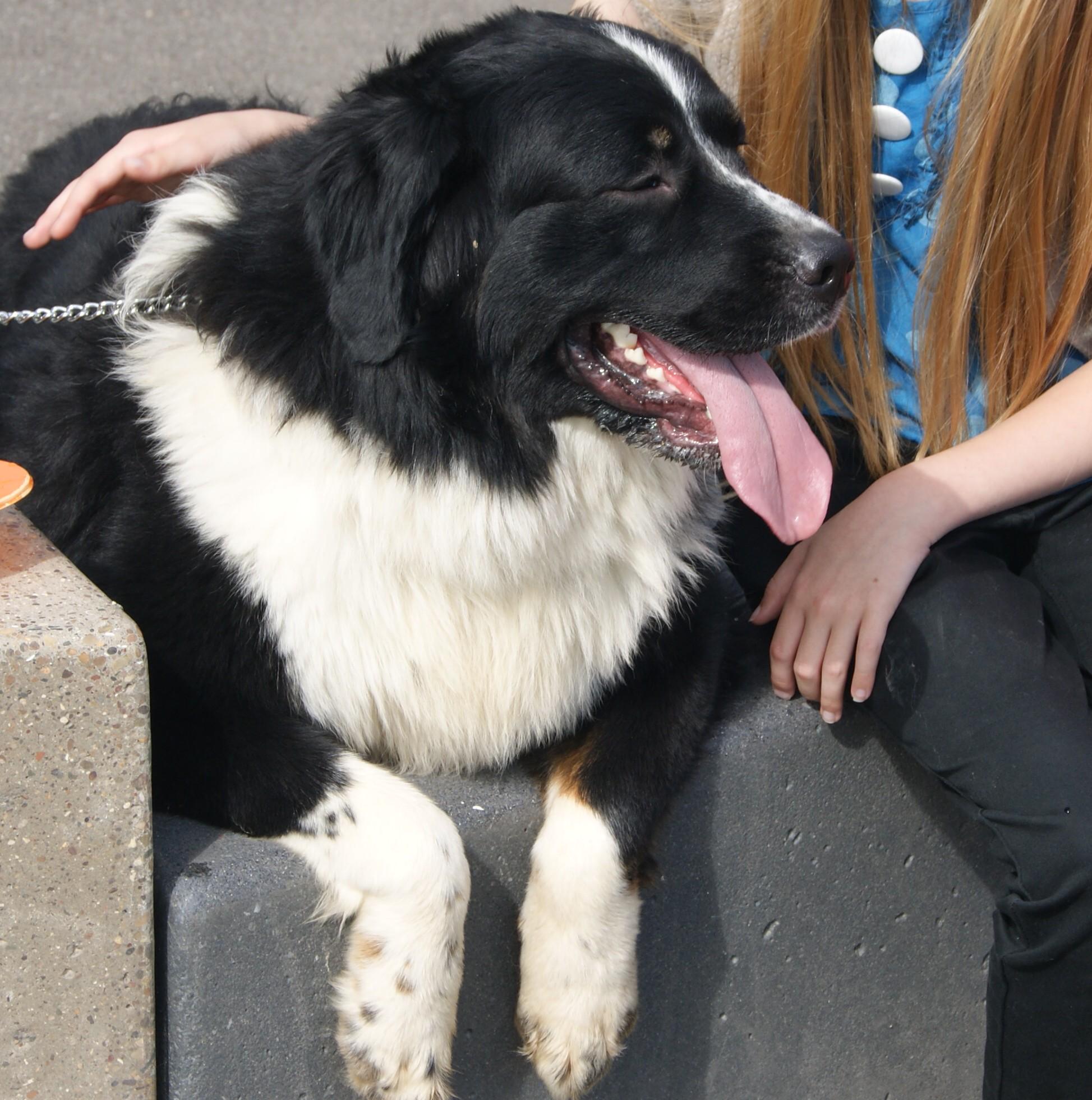 Fars Bernefies (@BernefiePups) / X