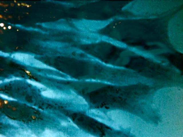 G511ERY's tweet photo. Streetlights 27.8.15 with a pavement projection of 1950s mermaids swimming through bacteria 7-10pm N15 6EP #LikNeon http://t.co/S8JcpFULGF