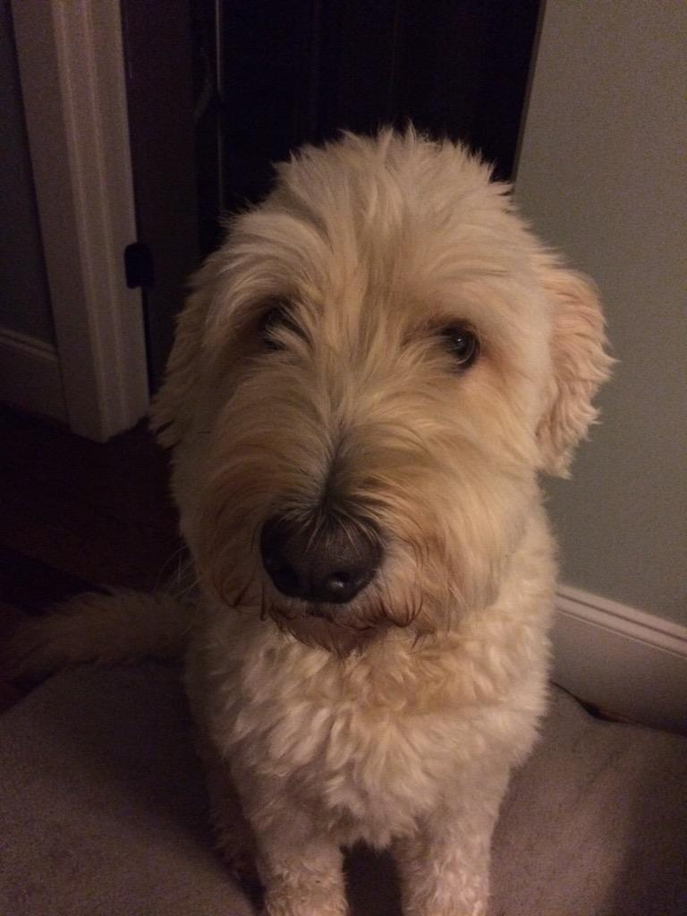 Happy national dog day!