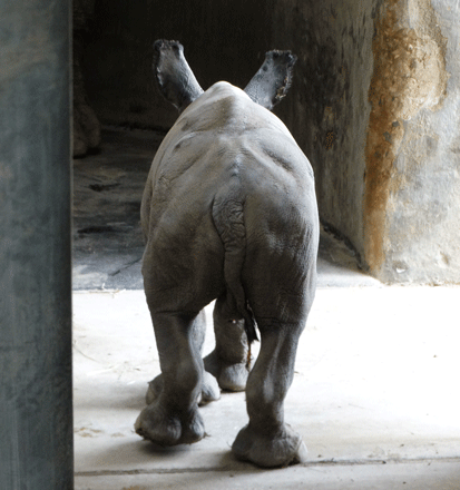 New baby #rhino bottom!
