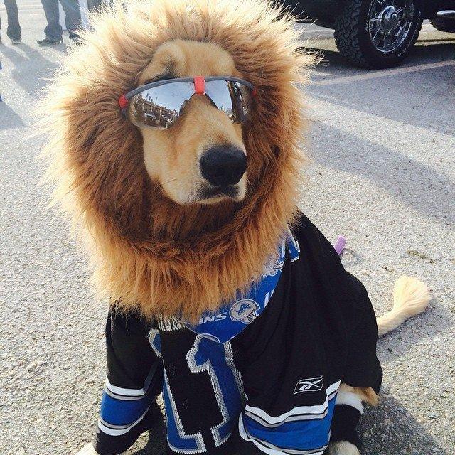 Photos of dogs wearing baseball gear on National Dog Day 