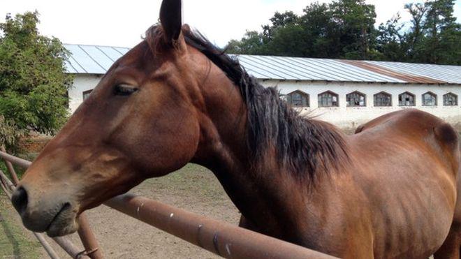 The big horse sell-off - is #Ukraine right to sell off its equine farms? bbc.in/1he4uji