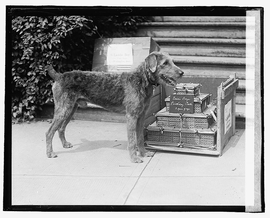 Laddie Boy Warren Harding Airedale Laddie Boy Sat Meetings