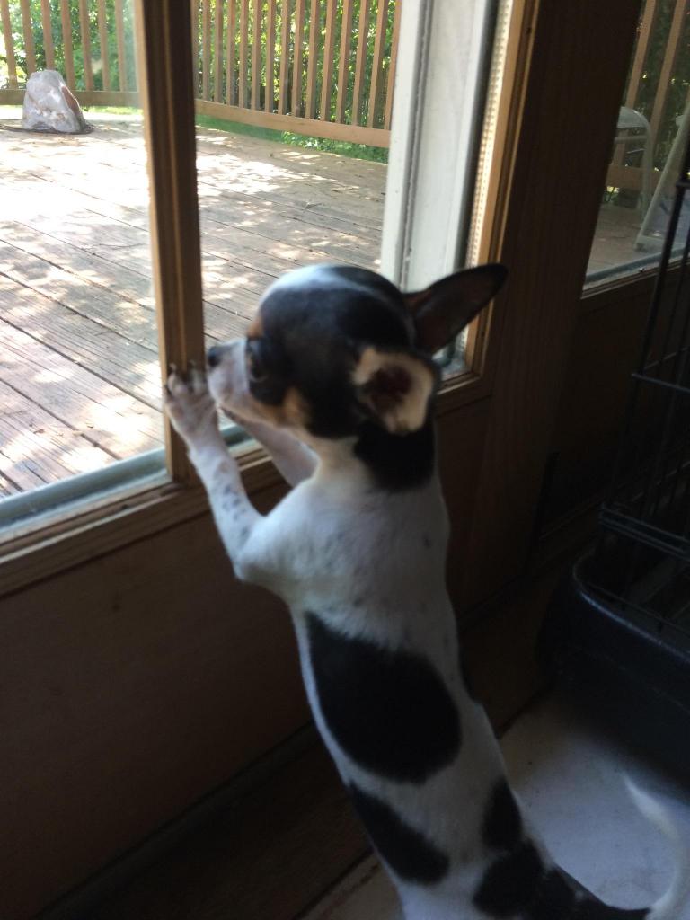 #NationalDogDay  Ventus chilling at grandma's house