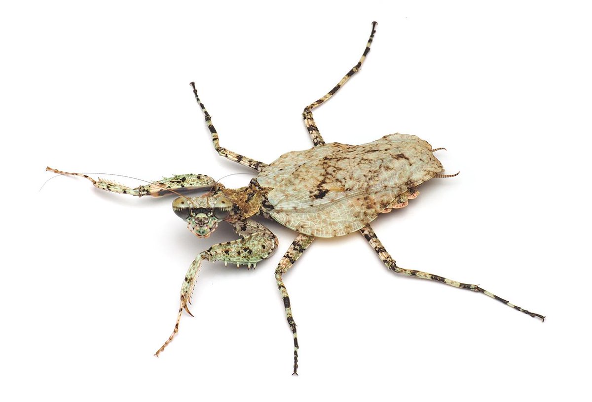 伊丹市昆虫館（公式） on X: 