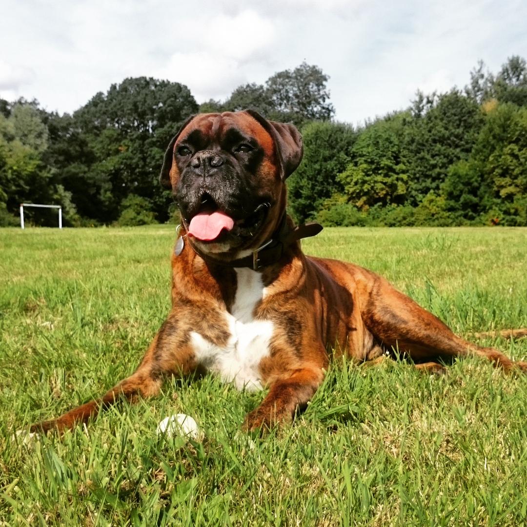 Happy #NationalDogDay every doggy! Spread the love and share your fave photos of your pooch! 🐕❤