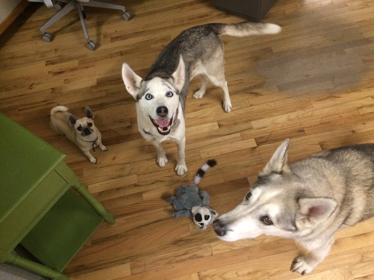 adjile's tweet photo. We love our pups! Big and small. #NationalDogDay http://t.co/ROyDMp2Ybp