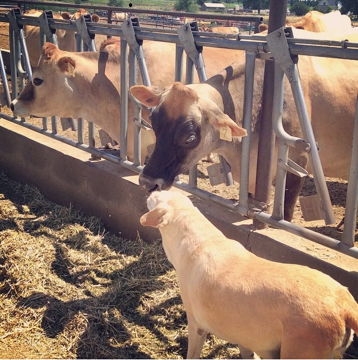 DairyWest's tweet photo. Where would farmers be without them? #NationalDogDay. Tag us in a pic of your dairy dog for a RT! #dogs #farmilfe http://t.co/ddni2TKQb5