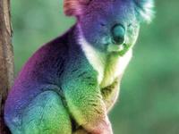 Poyatomusic's tweet photo. #koala #gay #man http://t.co/wXfxsCMweH