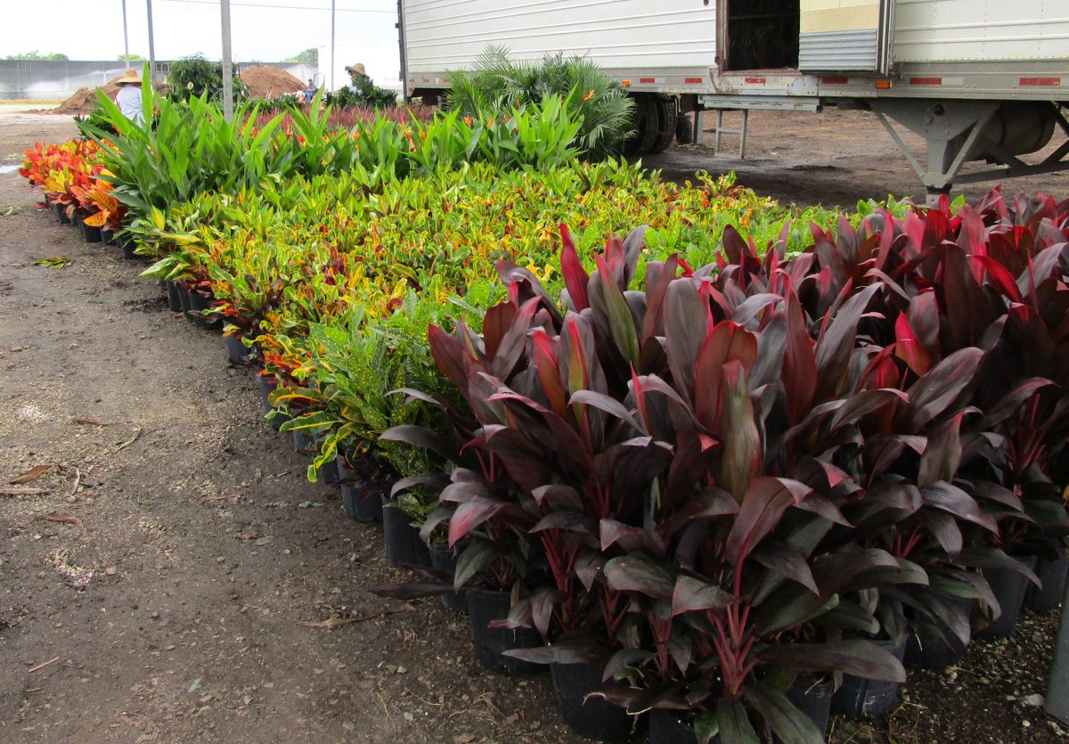 GLNURSERY's tweet photo. A view of our Staging area and Loading Dock this afternoon. Pictures # 2 of 2 @JeffGLNursery @LeeGLNursery http://t.co/7jGi5KEzHa