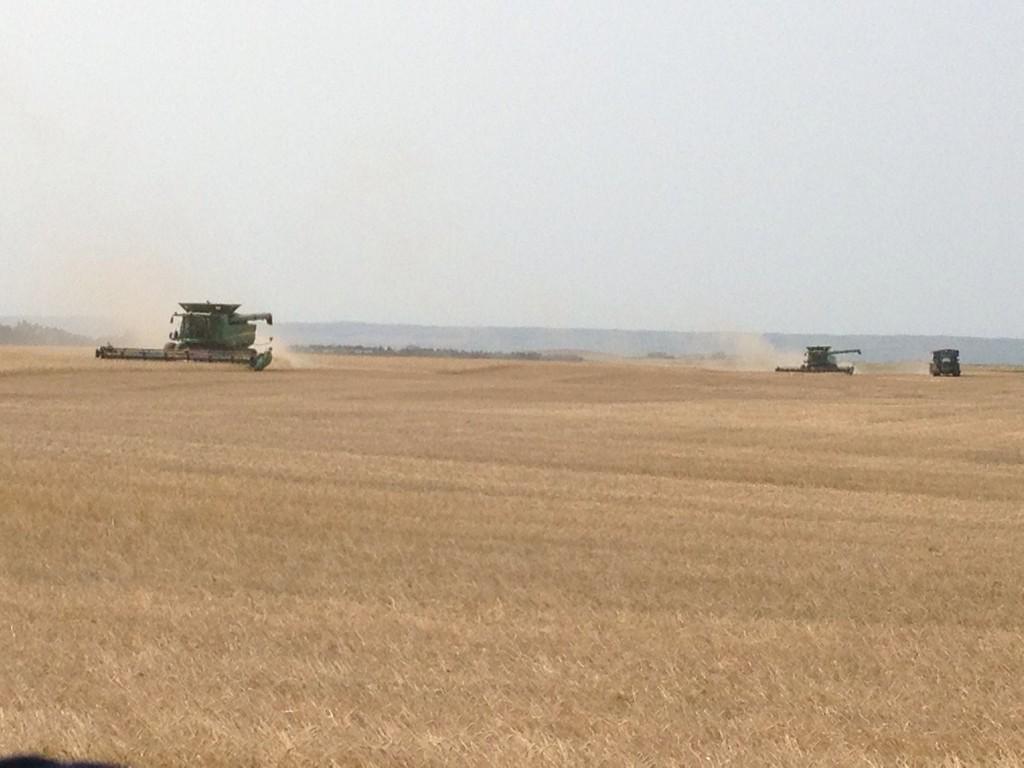 Cutting durum, not a great crop but better than it looked